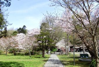 Play Go北海道芝櫻花火 三大蟹溫泉五日 台虎 世興旅行社