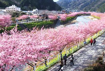 東京伊豆半島河津櫻 熱海梅花祭富士山5日 國泰 世興旅行社