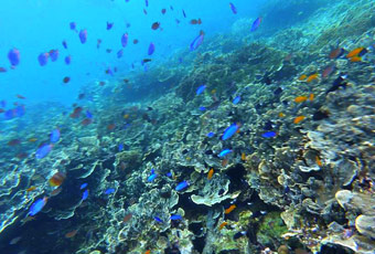 宿霧巴斯卡多島Pescador Island小斷層